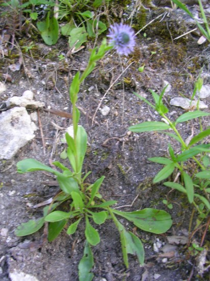 Globularia bisnagarica (=Globularia punctata) / Vedovelle dei prati